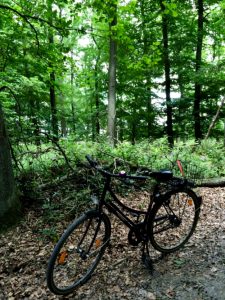 Fahrrad im Wald