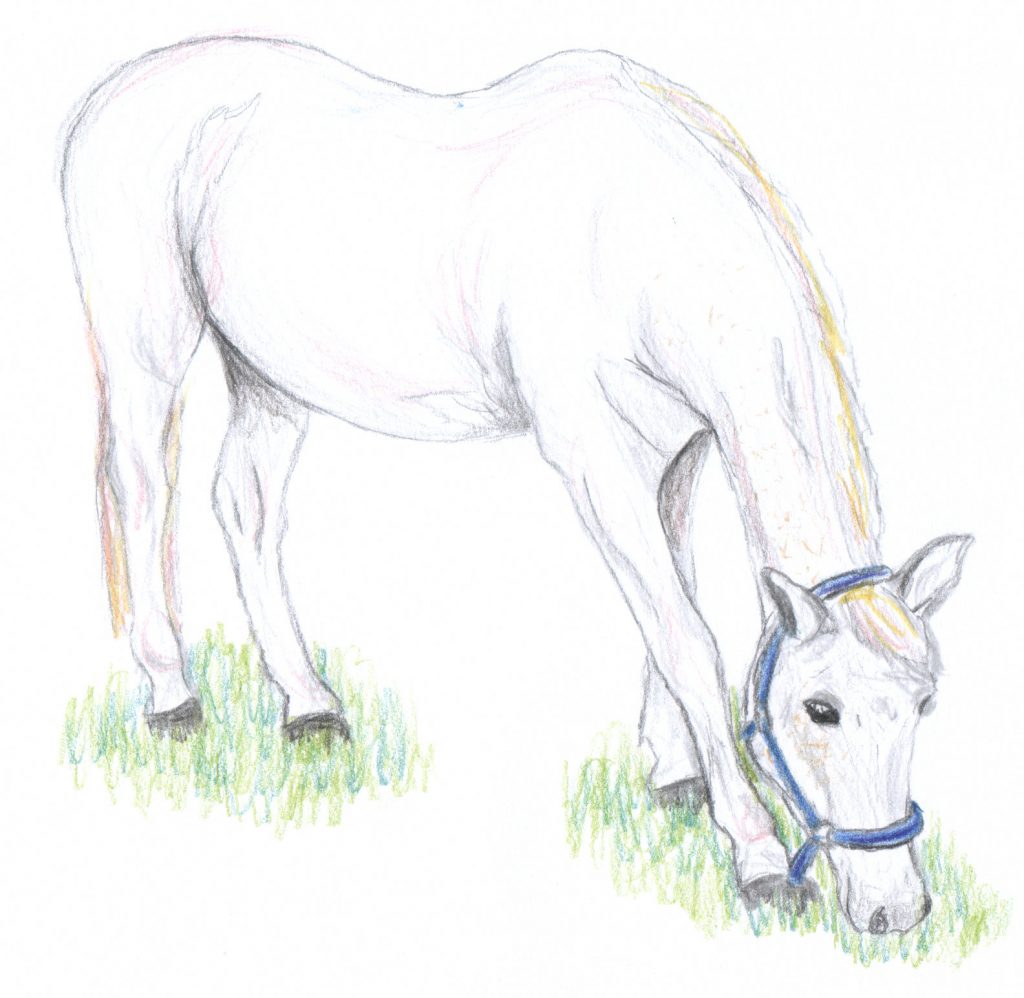 Zeichnung unseres Pferdes