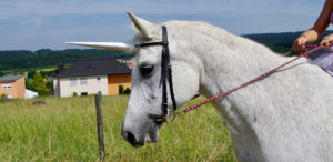 Einhorn kommt zur Feenparty