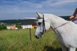 Einhorn auf Feenparty