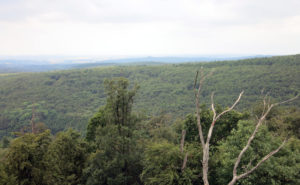 Ausblick Grünes Meer Laubach