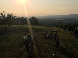 Mountainbikes am Weinberg