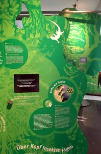 Ausstellungsfläche tierische Naturgesetze