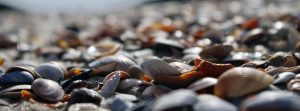 Eine Nahaufnahme unterschiedlicher Muscheln am Strand.