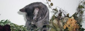 Eine graue Katze putzt sich. Um sie herum sind getrocknete Blumen.